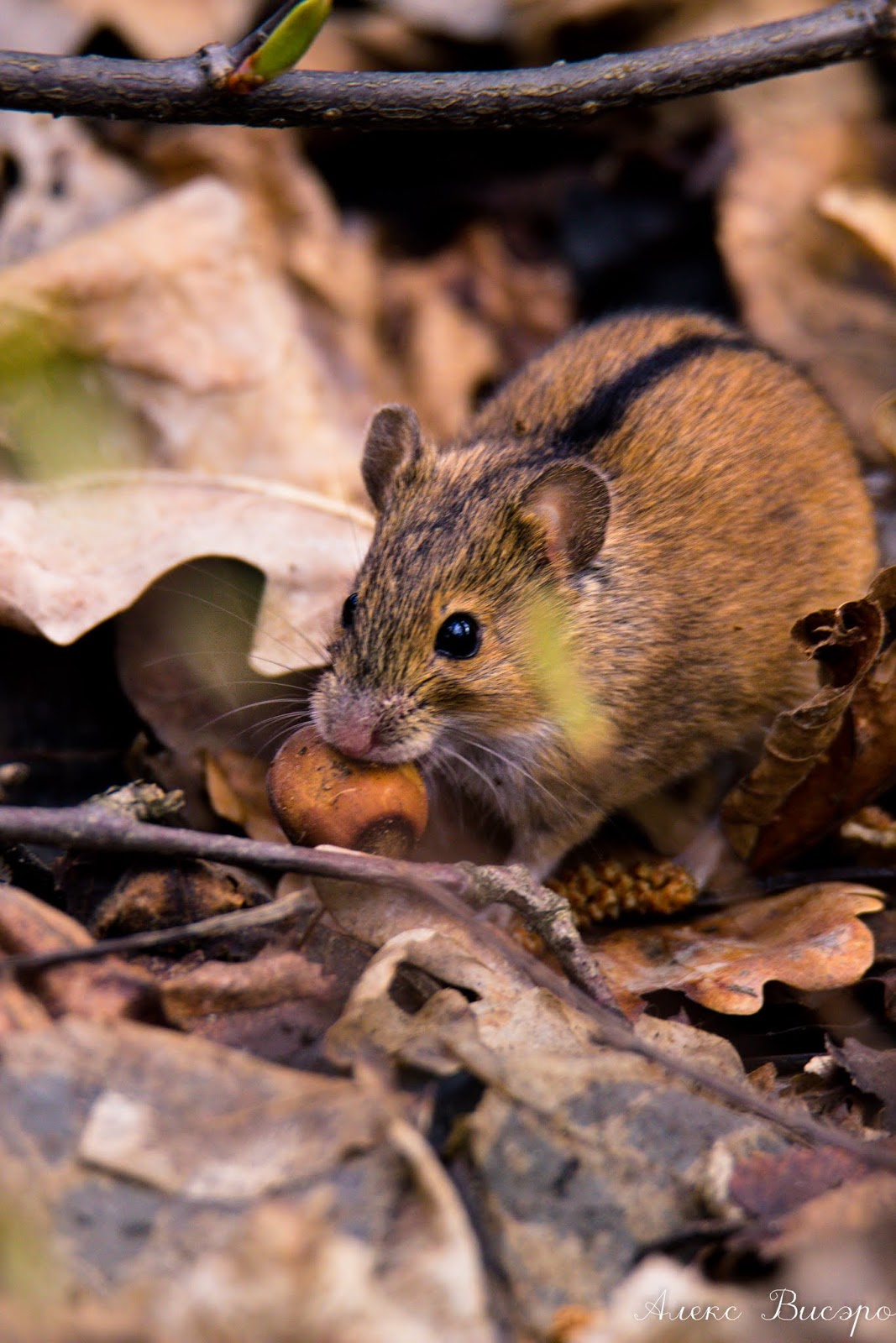 Мыши живущие в лесу